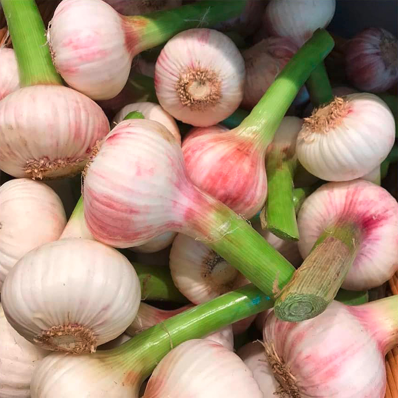 IMG_20200520_141330_993 knoblauch
