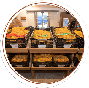 Kartoffel Kartoffeln