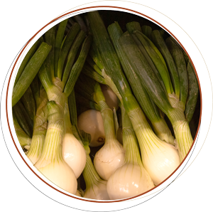 Zwiebel Zwiebel